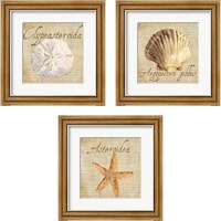 Framed 'Oceanum Shells Beige 3 Piece Framed Art Print Set' border=