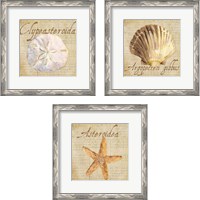 Framed 'Oceanum Shells Beige 3 Piece Framed Art Print Set' border=