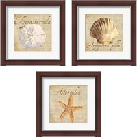 Framed Oceanum Shells Beige 3 Piece Framed Art Print Set