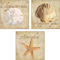 Framed Oceanum Shells Beige 3 Piece Art Print Set