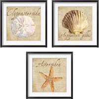 Framed 'Oceanum Shells Beige 3 Piece Framed Art Print Set' border=