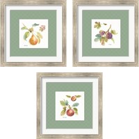 Framed 'Orchard Bloom Border 3 Piece Framed Art Print Set' border=