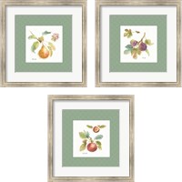 Framed Orchard Bloom Border 3 Piece Framed Art Print Set