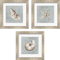 Framed Sand and Seashells  3 Piece Framed Art Print Set