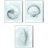 Framed 'Coastal Shell Schematic 3 Piece Canvas Print Set' border=