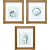 Framed 'Coastal Shell Schematic 3 Piece Framed Art Print Set' border=