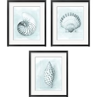Framed Coastal Shell Schematic 3 Piece Framed Art Print Set