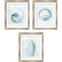 Framed 'Coastal Shell Schematic 3 Piece Framed Art Print Set' border=