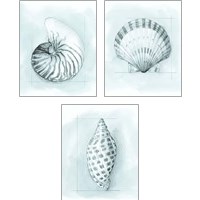 Framed Coastal Shell Schematic 3 Piece Art Print Set