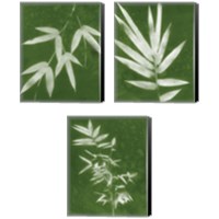 Framed 'Green Spa Bamboo 3 Piece Canvas Print Set' border=