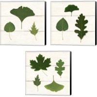 Framed 'Leaf Chart 3 Piece Canvas Print Set' border=
