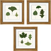 Framed 'Leaf Chart 3 Piece Framed Art Print Set' border=