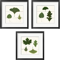 Framed Leaf Chart 3 Piece Framed Art Print Set