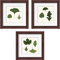 Framed 'Leaf Chart 3 Piece Framed Art Print Set' border=