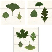 Framed Leaf Chart 3 Piece Art Print Set