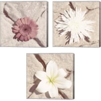 Framed 'Stone Blossom 3 Piece Canvas Print Set' border=