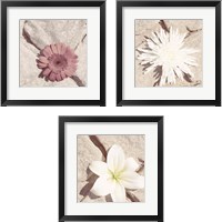 Framed Stone Blossom 3 Piece Framed Art Print Set