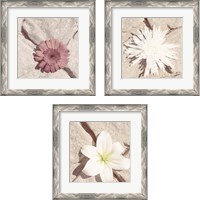 Framed 'Stone Blossom 3 Piece Framed Art Print Set' border=