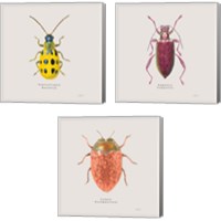 Framed 'Adorning Coleoptera 3 Piece Canvas Print Set' border=