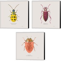 Framed Adorning Coleoptera 3 Piece Canvas Print Set