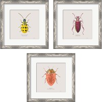 Framed 'Adorning Coleoptera 3 Piece Framed Art Print Set' border=