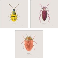 Framed 'Adorning Coleoptera 3 Piece Art Print Set' border=