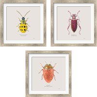 Framed Adorning Coleoptera 3 Piece Framed Art Print Set
