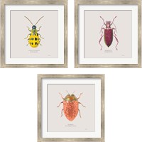 Framed 'Adorning Coleoptera 3 Piece Framed Art Print Set' border=