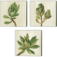 Framed 'Front Yard Succulent 3 Piece Canvas Print Set' border=