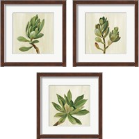 Framed 'Front Yard Succulent 3 Piece Framed Art Print Set' border=