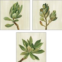 Framed Front Yard Succulent 3 Piece Art Print Set