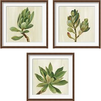 Framed 'Front Yard Succulent 3 Piece Framed Art Print Set' border=