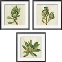 Framed 'Front Yard Succulent 3 Piece Framed Art Print Set' border=