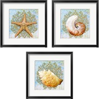 Framed Shell Medley 3 Piece Framed Art Print Set