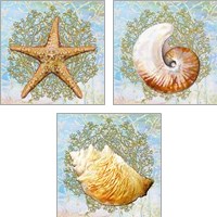 Framed 'Shell Medley 3 Piece Art Print Set' border=