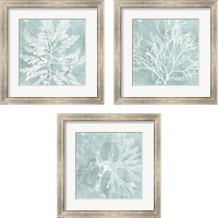 Framed 'Seaweed on Aqua 3 Piece Framed Art Print Set' border=