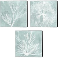 Framed 'Seaweed on Aqua 3 Piece Canvas Print Set' border=