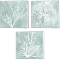 Framed 'Seaweed on Aqua 3 Piece Canvas Print Set' border=