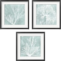 Framed 'Seaweed on Aqua 3 Piece Framed Art Print Set' border=