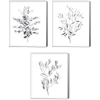 Framed 'Paynes Grey Botanicals 3 Piece Canvas Print Set' border=