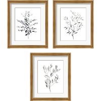 Framed 'Paynes Grey Botanicals 3 Piece Framed Art Print Set' border=