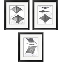 Framed 'Grey-Scale Stingrays 3 Piece Framed Art Print Set' border=
