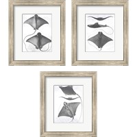Framed 'Grey-Scale Stingrays 3 Piece Framed Art Print Set' border=