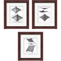 Framed Grey-Scale Stingrays 3 Piece Framed Art Print Set