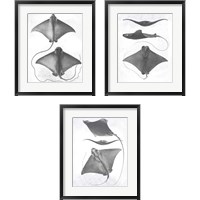 Framed Grey-Scale Stingrays 3 Piece Framed Art Print Set
