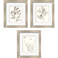 Framed Neutral Botanical Study 3 Piece Framed Art Print Set