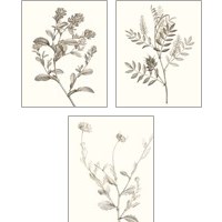 Framed Neutral Botanical Study 3 Piece Art Print Set
