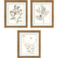 Framed 'Neutral Botanical Study 3 Piece Framed Art Print Set' border=