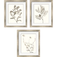 Framed 'Neutral Botanical Study 3 Piece Framed Art Print Set' border=