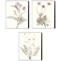 Framed Neutral Botanical Study 3 Piece Canvas Print Set